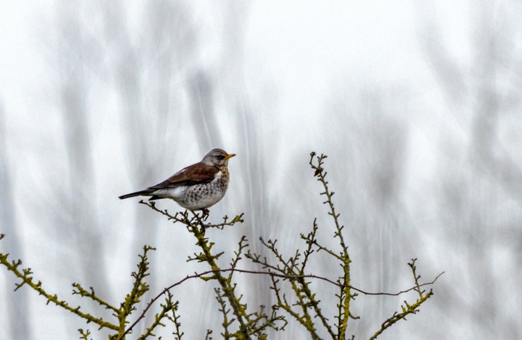 Website Vogelwerkgroep