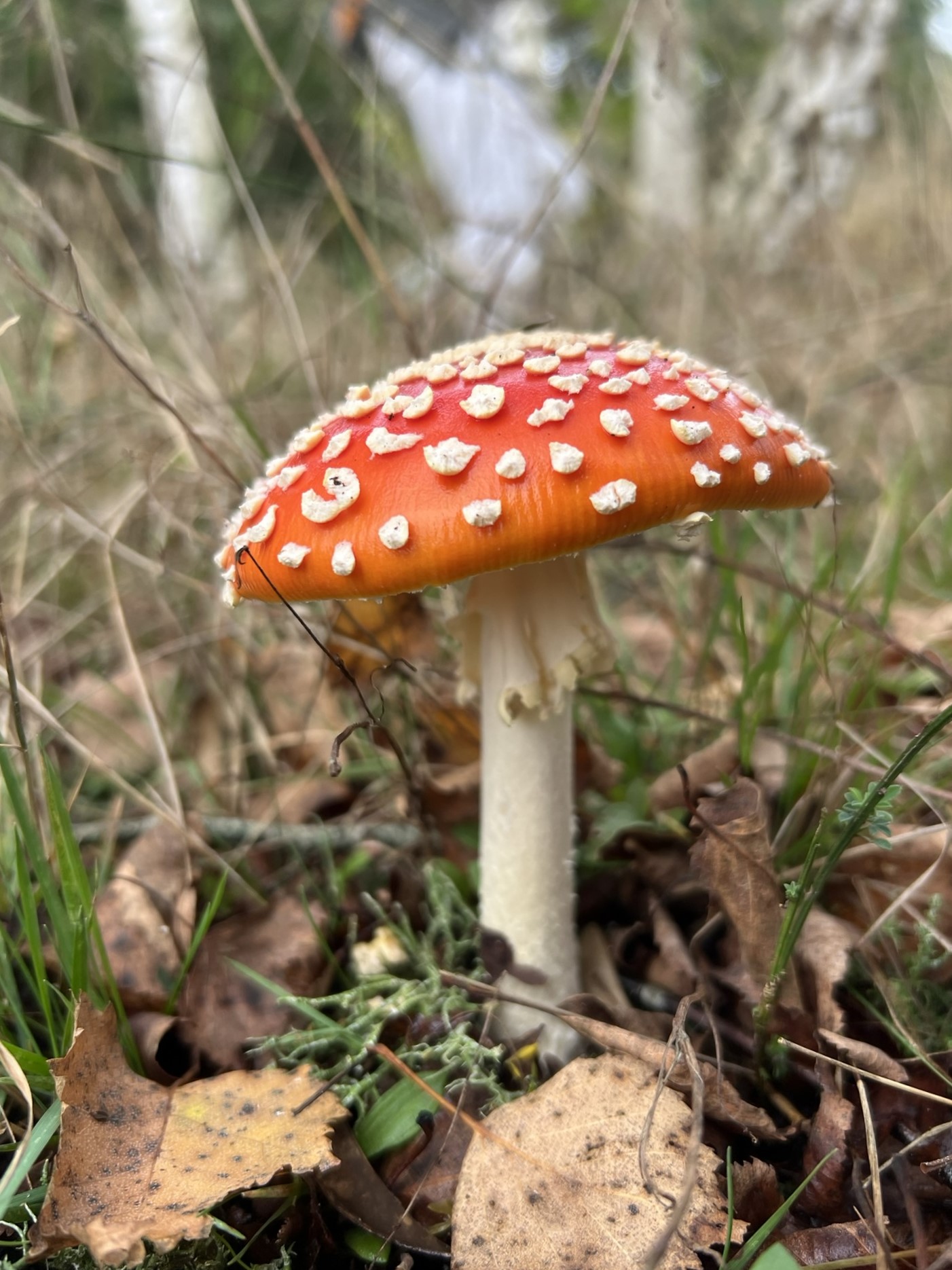 Paddenstoelen